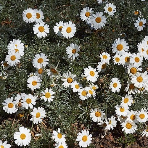 Rhodanthemum hosmariense, Moroccan Daisy - 1.3Ltr