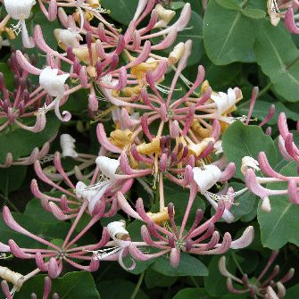 Lonicera splendida, Honeysuckle - Pb6.5