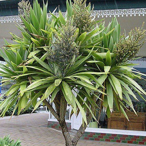 Cordyline Kaspar - Pb5