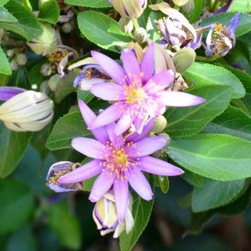 Grewia o. Mauve Star - 2.5ltr (20/30)