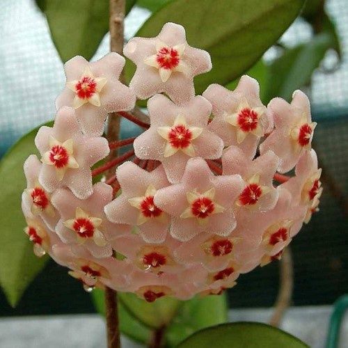 Hoya carnosa - 1.3Ltr