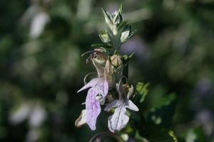 Teucrium fruticans - 1Ltr