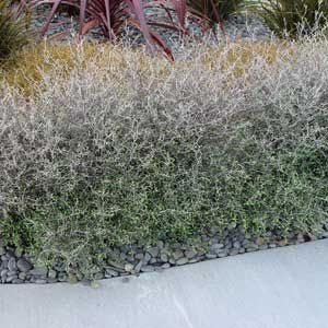 Corokia cotoneaster Little Prince - 1.5Ltr