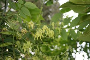 Decaisnea fargesii, Blue sausage Bush  - Pb8