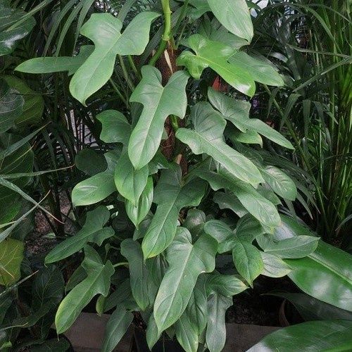 Philodendron panduriforme - 2.5Ltr
