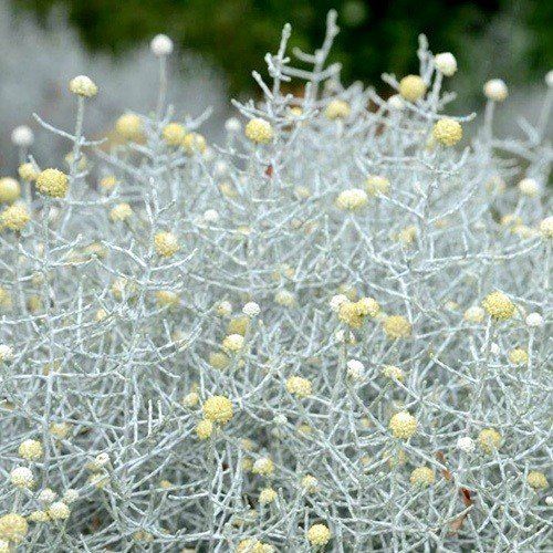 Leucophyta brownii, Silver Cushion Bush - Pb6.5