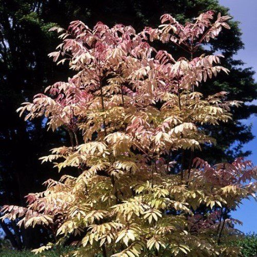 Cedrela s. Flamingo, Chinese Toon Tree - Pb40