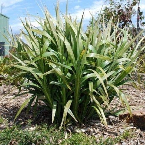 Dianella Goddess - 2.5Ltr