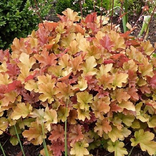 Heuchera Marmalade - 1.5Ltr