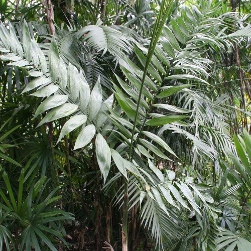 Chamaedora costaricana, Costa Rican Bamboo Palm - 2.4Ltr