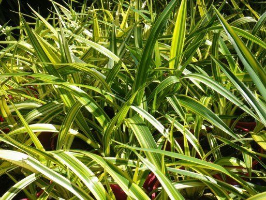 Dianella n. Golden Chance - 2Ltr