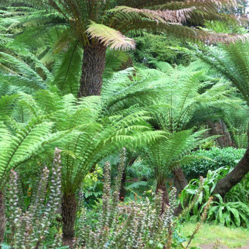 Dicksonia antarctica, Soft Tree Fern - 2.5Ltr