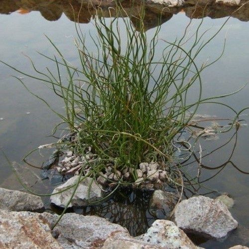 Juncus e. Spiralis, Corkscrew Rush - 2.5Ltr