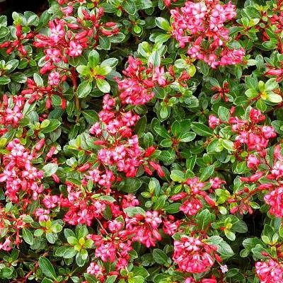Escallonia Red Dream - Pot