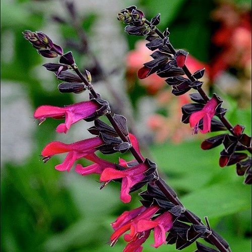 Salvia Bella - 2.5Ltr