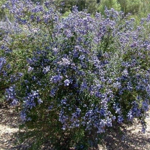 Ceanothus impressus - 3.3Ltr