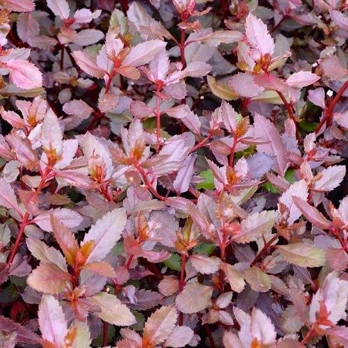 Haloragis erecta Purpurea - 2.5Ltr