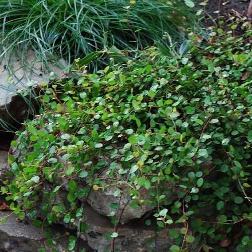 Muehlenbeckia complexa, Creeping Pohuehue - 1Ltr