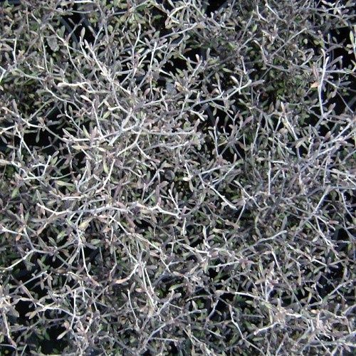 Corokia x Silver Prince - 1.5Ltr