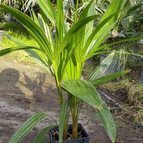 Trachycarpus fortunei, Chinese Windmill Palm - Tube