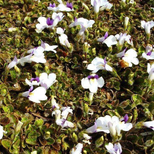 Mazus radicans, Swamp Musk - pb5