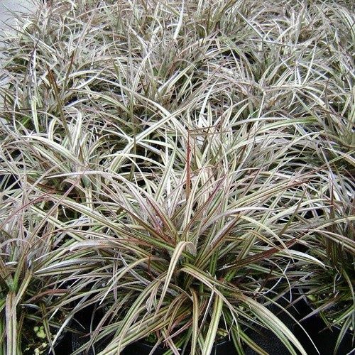 Astelia nivicola Little Gem - 1.5Ltr (5/20)