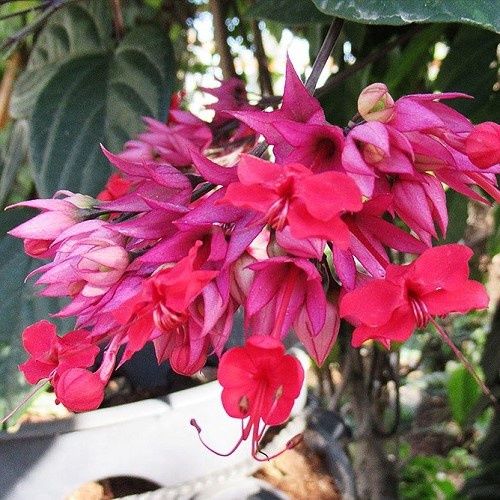Clerodendron Pink Delectum - 2.5Ltr
