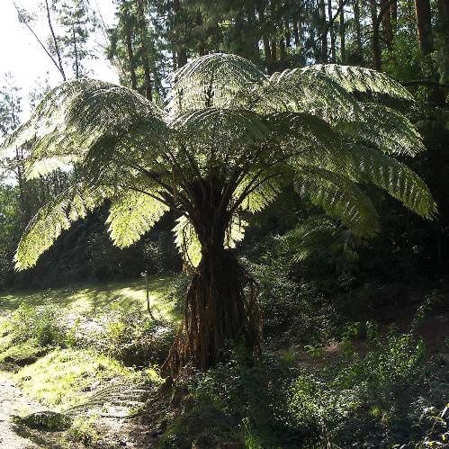 Dicksonia squarrosa, Wheki - Pb5/Pb6.5