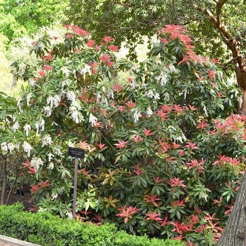Pieris Wakehurst - 3.5Ltr