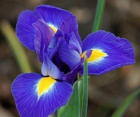 Dutch Iris - Blue Magic