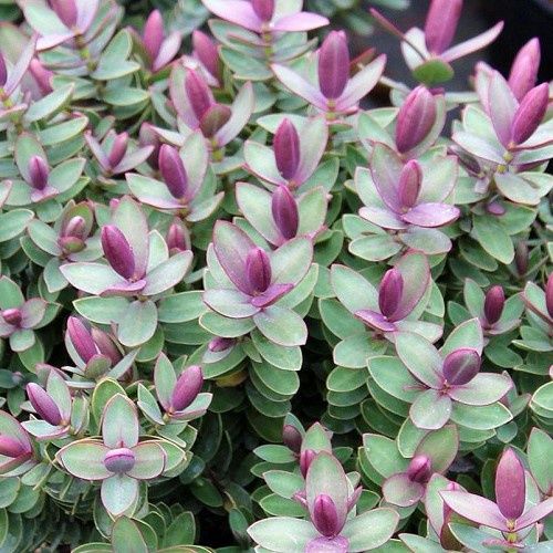 Hebe Red Edge - 2Ltr