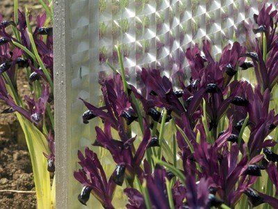 Iris reticulata - Pauline