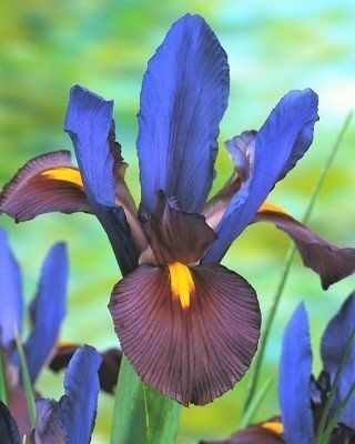 Dutch Irises - Tiger's Eye