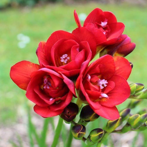 Freesia Double Shades - Red Diamond