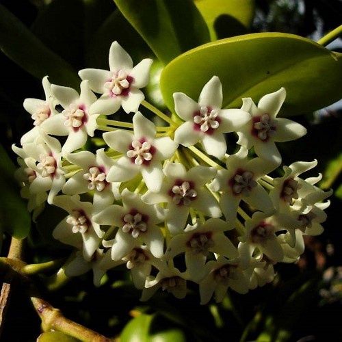 Hoya australis - 1.3Ltr