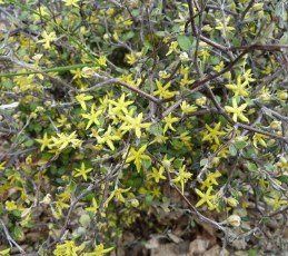 Corokia cheesmanii - Pb3