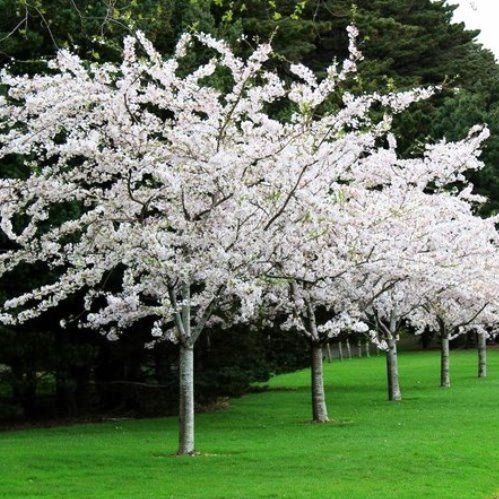 Prunus yedoensis, Yoshino Cherry - 45Ltr