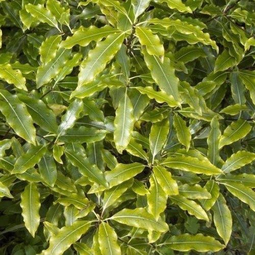 Pittosporum eugenioides, Lemonwood - Pot