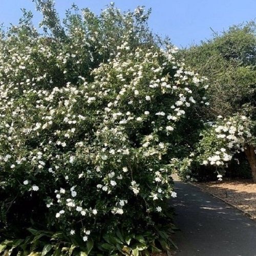 Gardenia thunbergii, Tree Gardenia - Pot