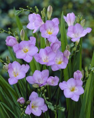 Freesia Singles - Blue Haven