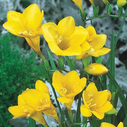 Freesia - Golden Melody