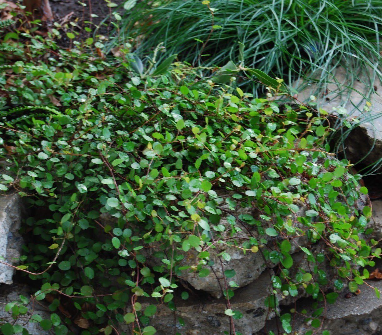 Muehlenbeckia complexa - Pot