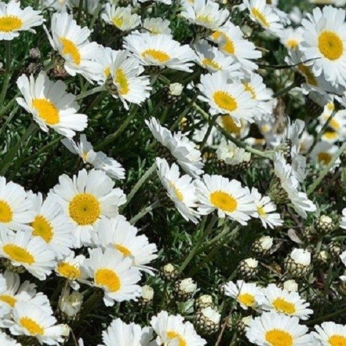 Leucanthemum Sparkles