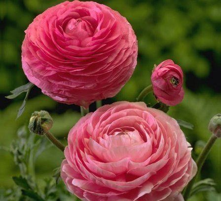 Ranunculus a. Pink