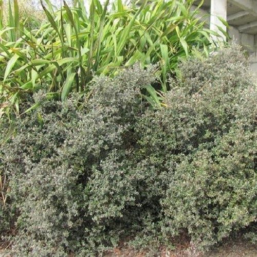 Corokia x Jaxon - Pb5