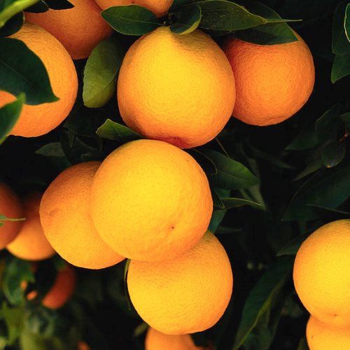 Orange Cara cara - Pb40