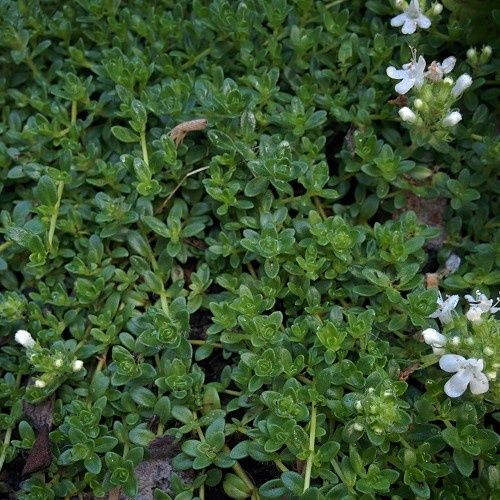 Thymus Emerald Carpet - Pb5