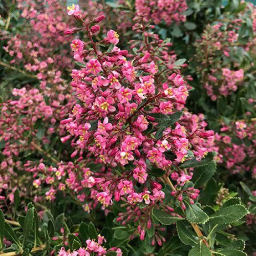 Escallonia Fields Scarlet - Pot
