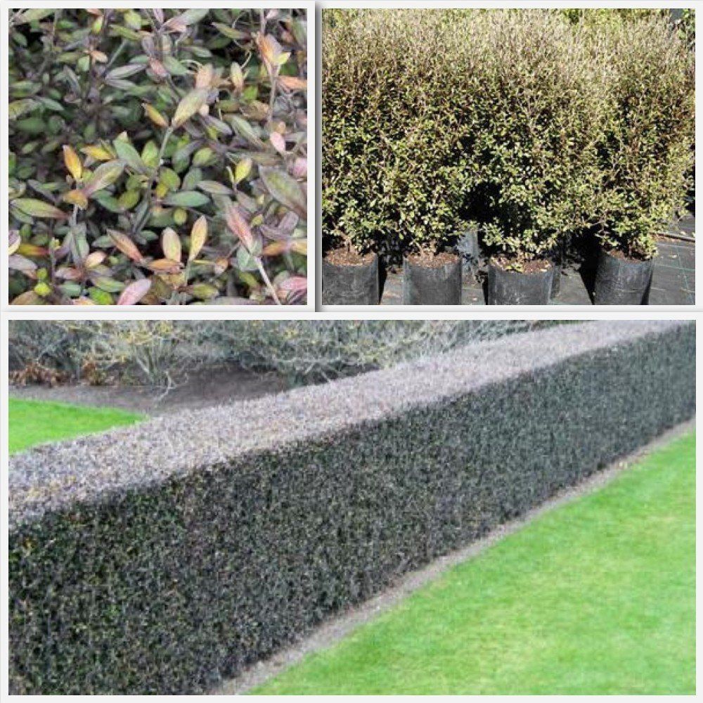 Corokia x Bronze King - Pb5