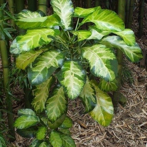Meryta, Variegated Puka - 8Ltr